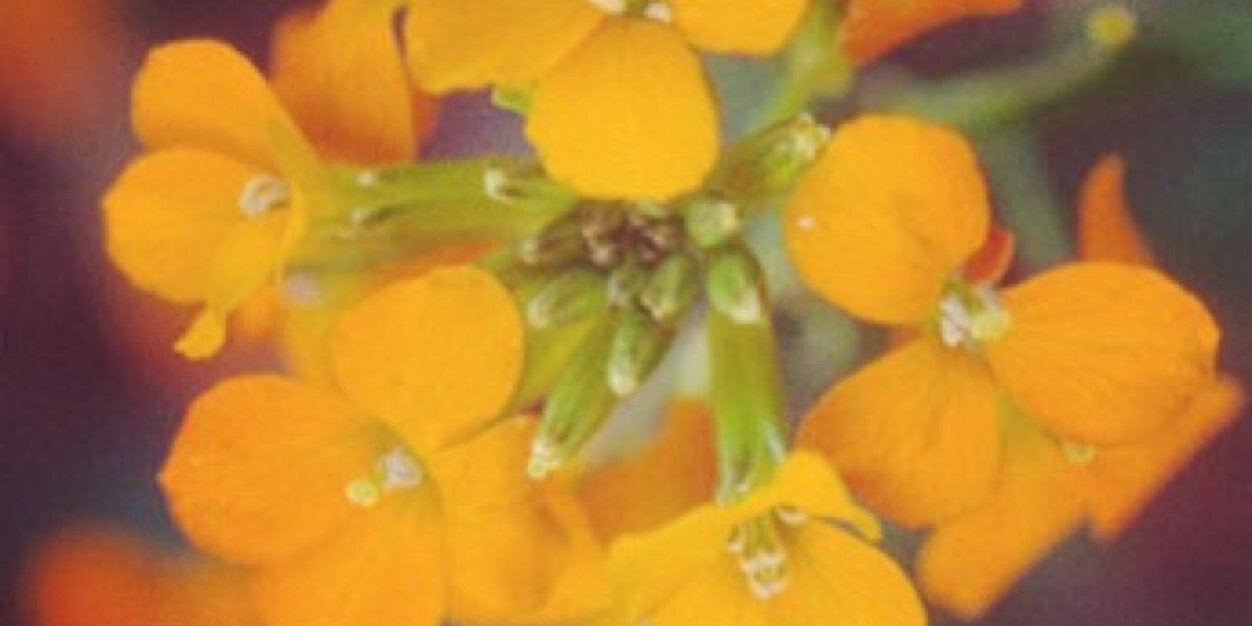 SarahAshlyn's profile banner image