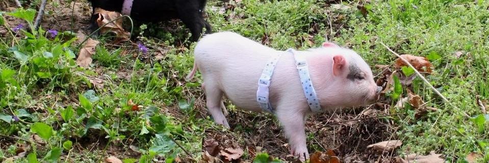 Pig_Gear's profile banner image