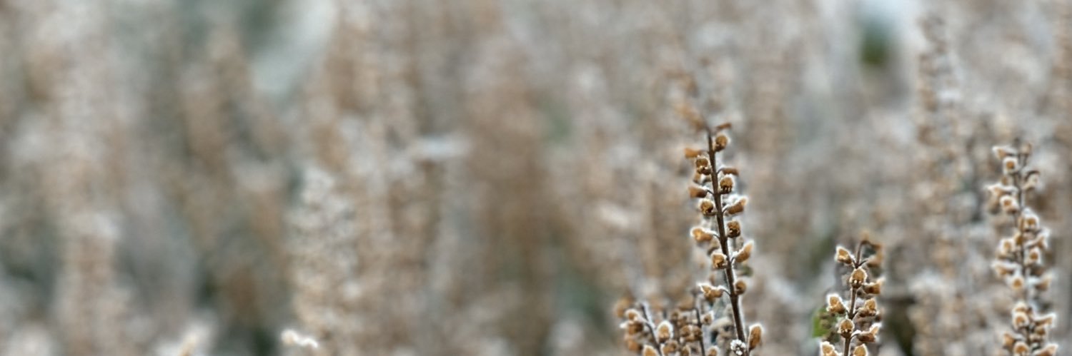 mohorii_'s profile banner image