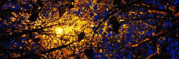 KatherineArden Profile Banner