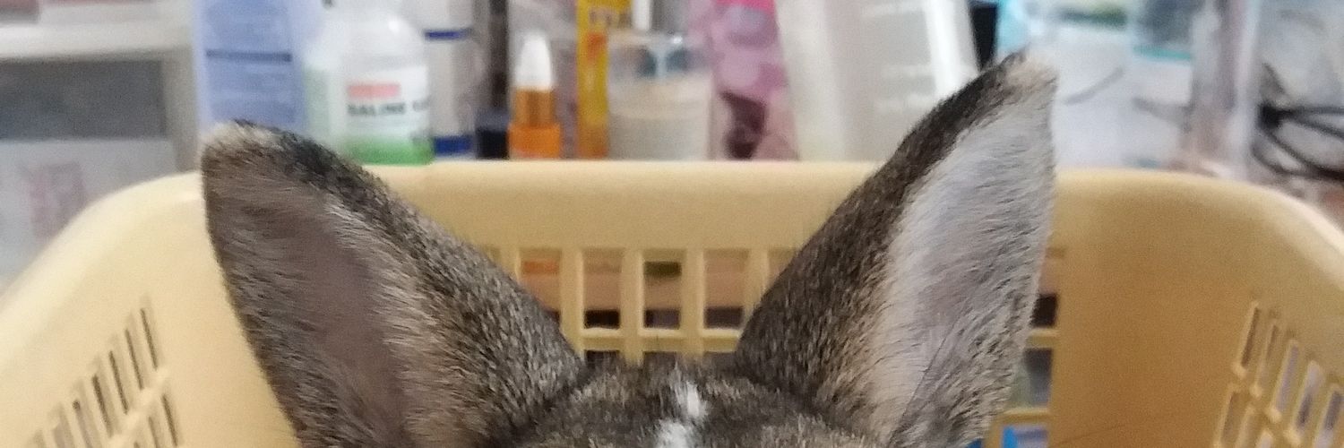 iamsutina's profile banner image