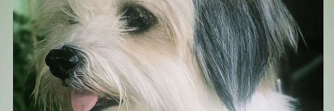 XJayron's profile banner image
