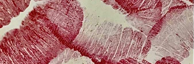 AgustinaGrassi_'s profile banner image