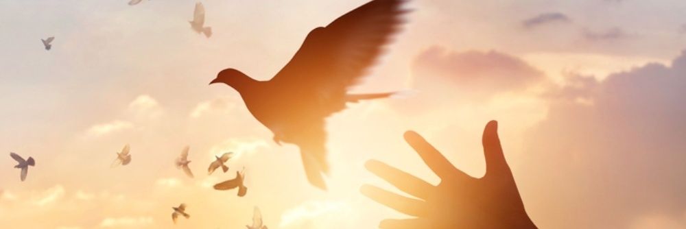 rojaredroja's profile banner image