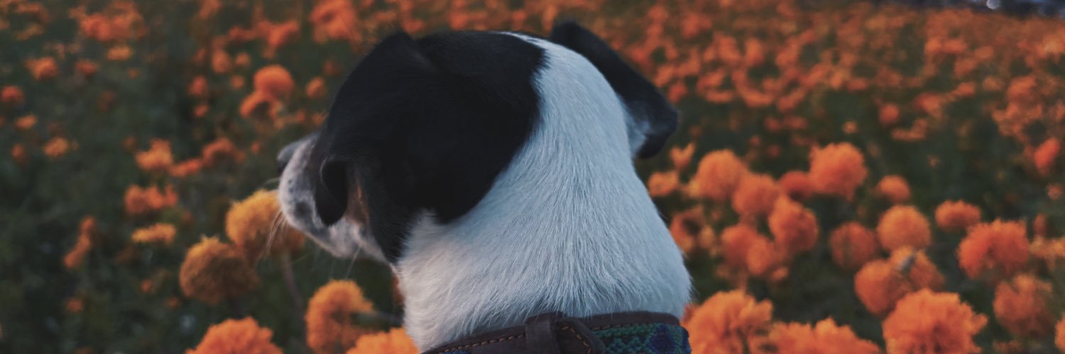 Steevalyv's profile banner image