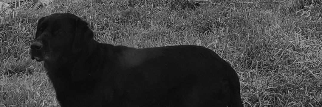 90shumans's profile banner image
