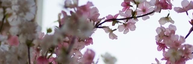 h_0ah's profile banner image