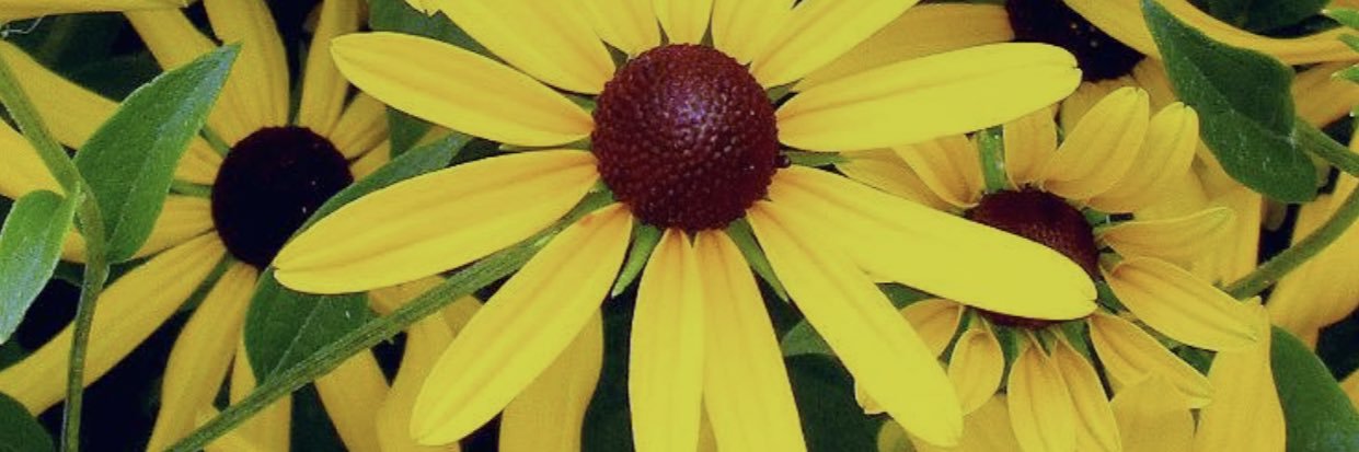 RyleePaquet's profile banner image