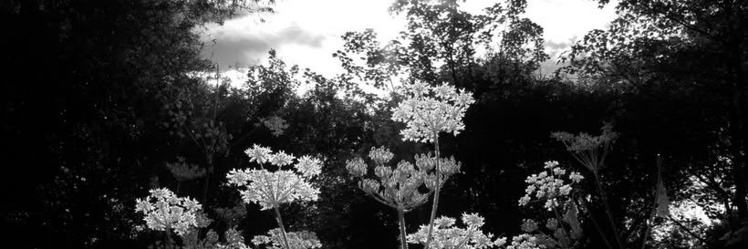 redtomato612_'s profile banner image