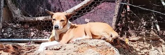 Rocío Zambrano Morales 🇻🇪 banner