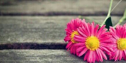 DayMiiranda's profile banner image
