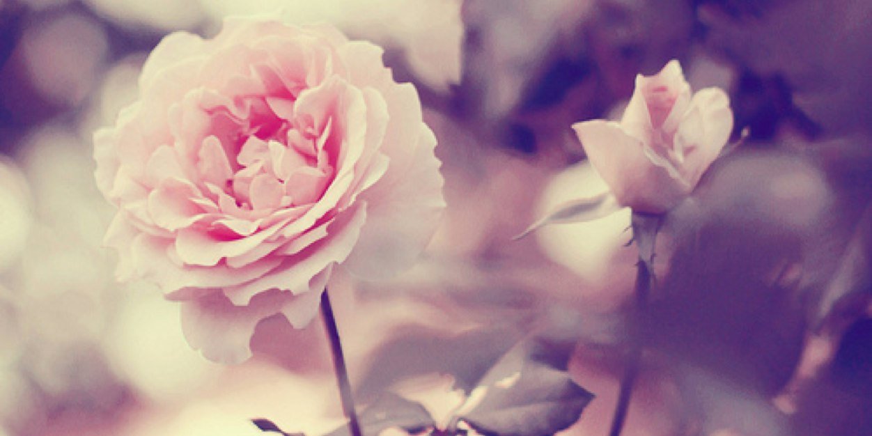 coraimadewi's profile banner image