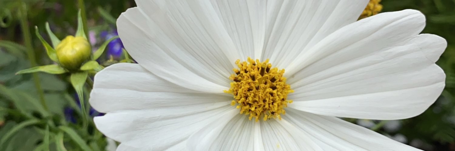 trilby's profile banner image
