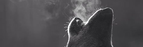 Night_wolf5555's profile banner image
