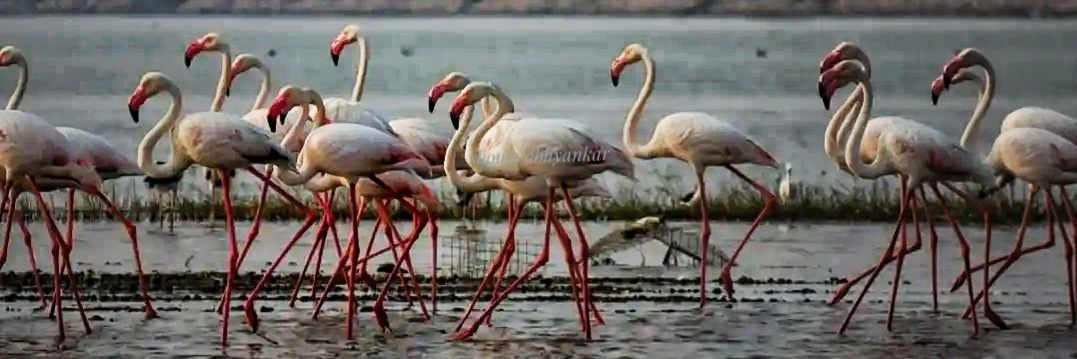 Shoma Abhyankar banner