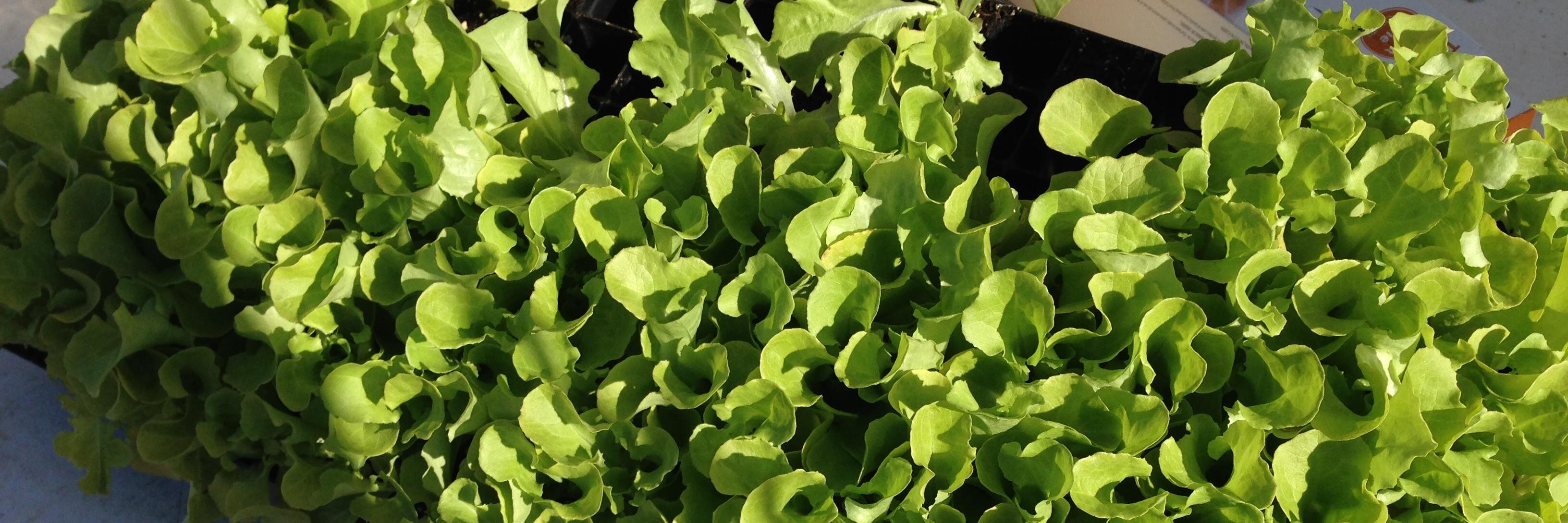 Columbia Farmers Market banner