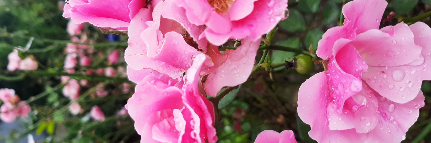 xo_hee's profile banner image