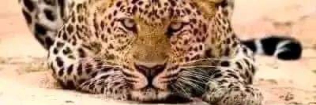 herberttuka's profile banner image