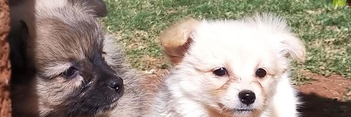KevDaNative's profile banner image
