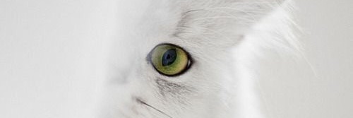 dedepupra's profile banner image