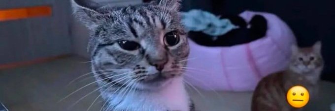 Stain 🇫🇷 banner