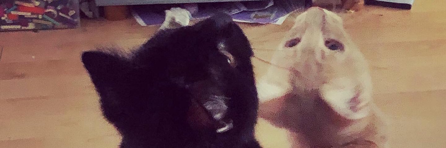 maddy340's profile banner image