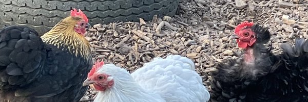 richardwillq Profile Banner