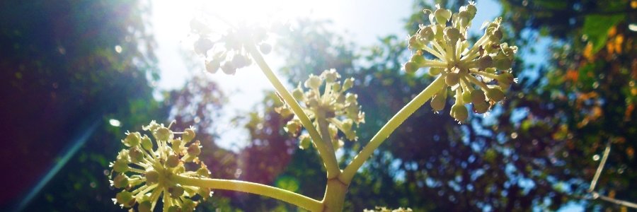 holy_fruit's profile banner image