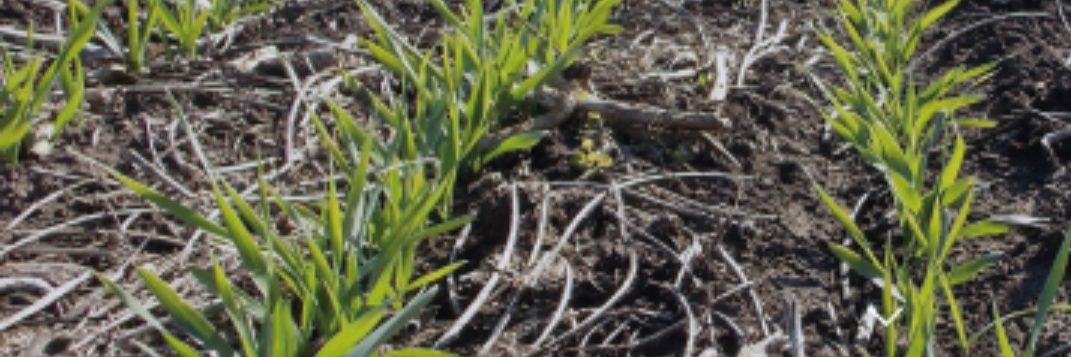 Pablo Veguillas banner