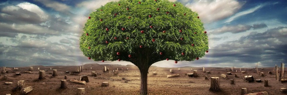 root4trees's profile banner image