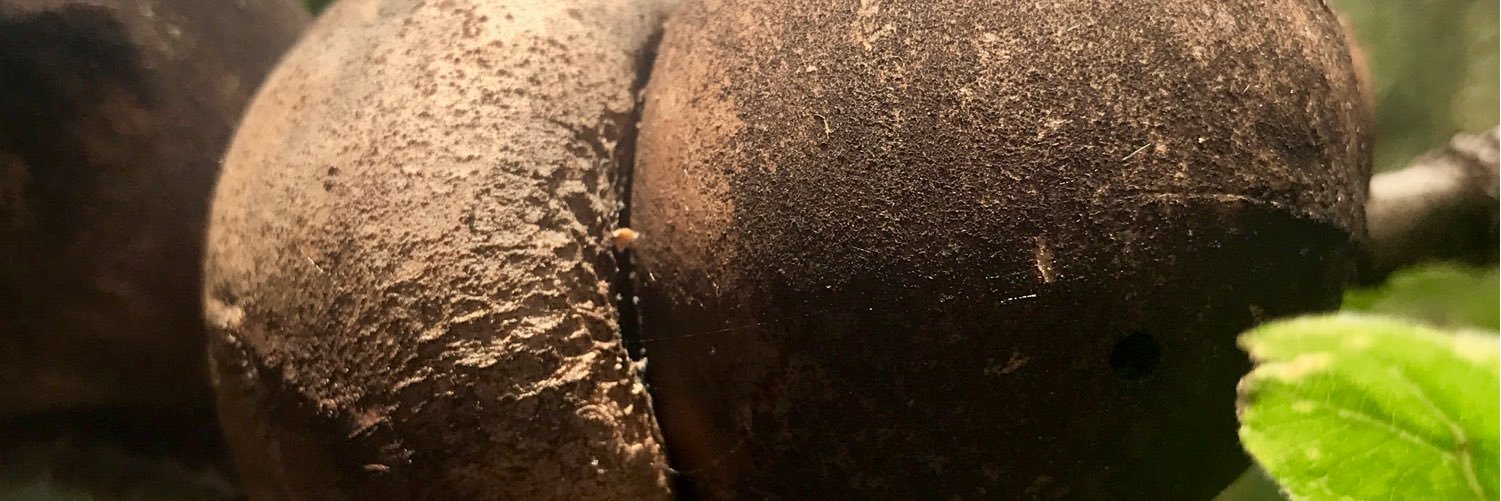 TheCoconutKnows's profile banner image