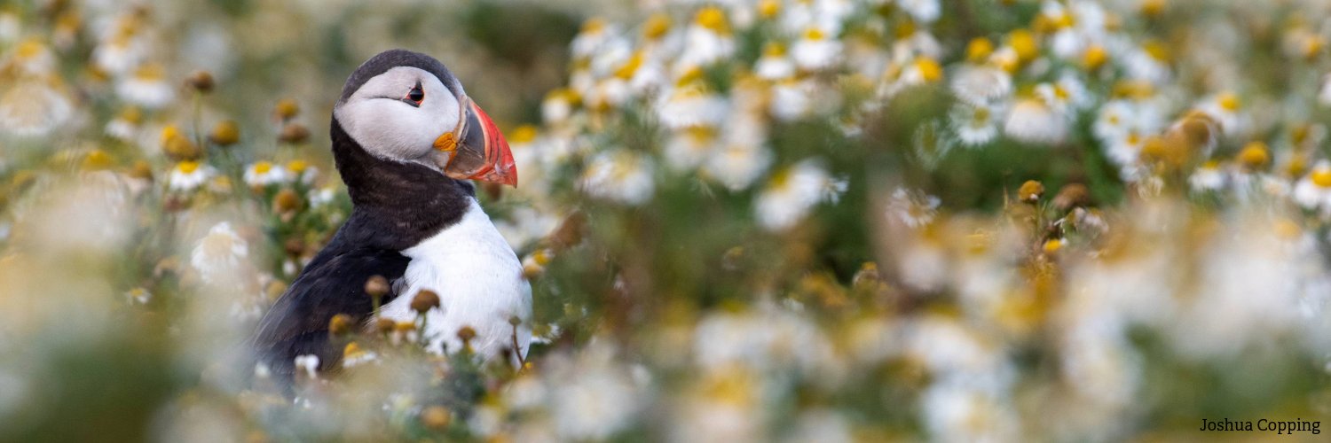 WildlifeTrustSWWales 🦡🐬 banner