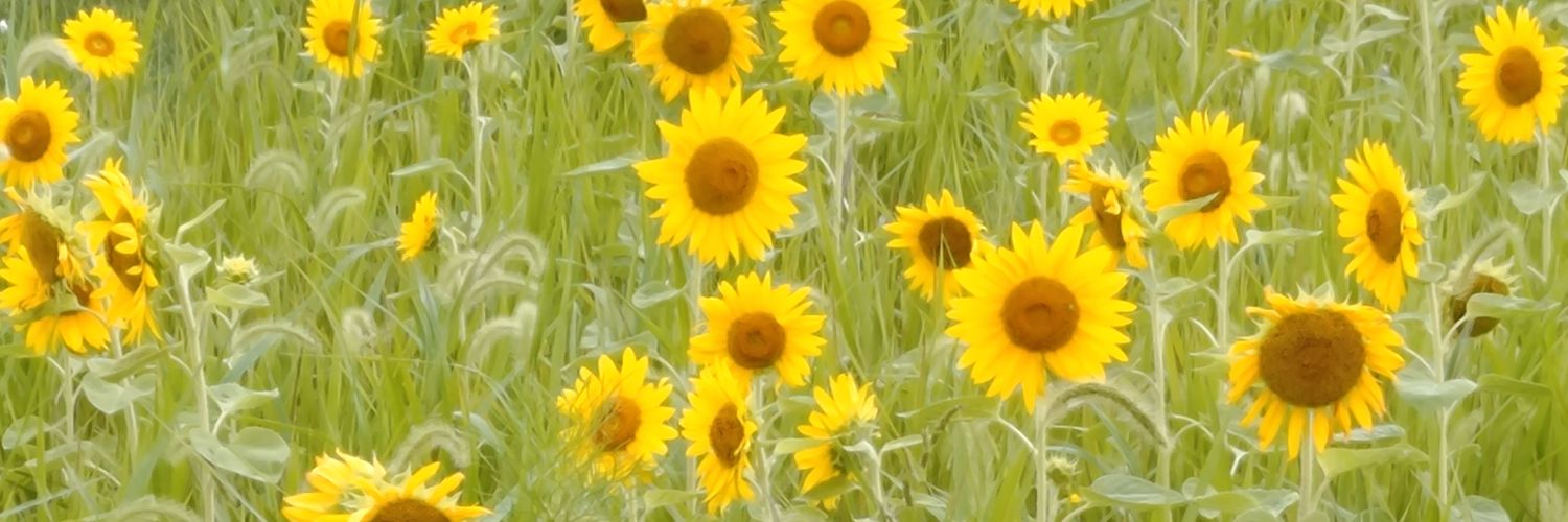 whitetachy's profile banner image