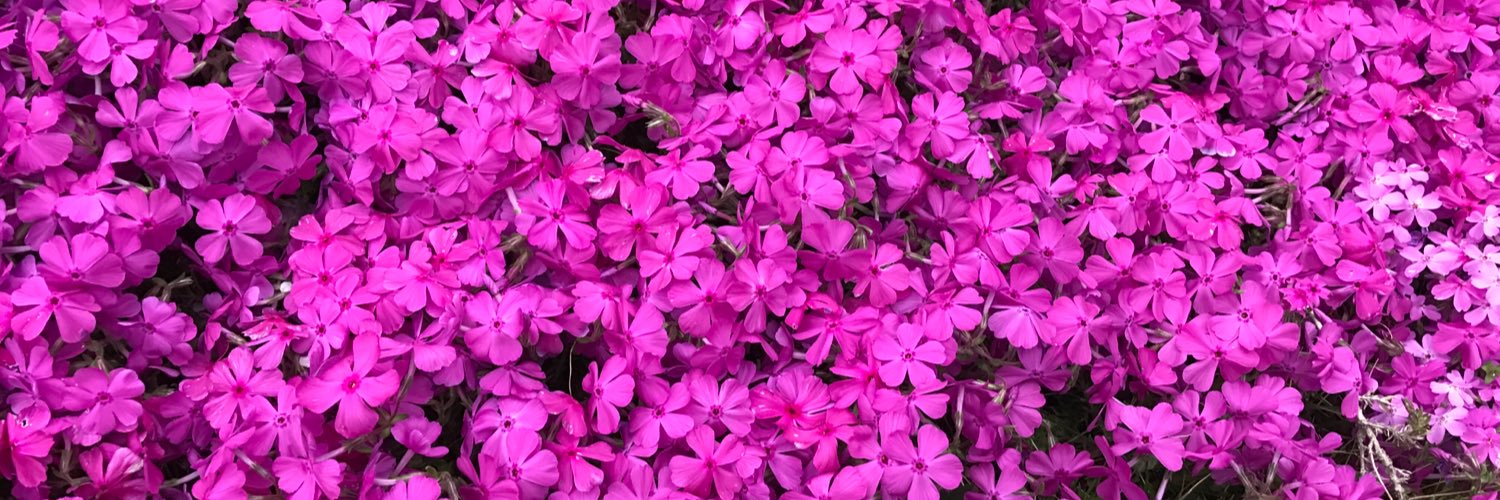 刹葉 banner