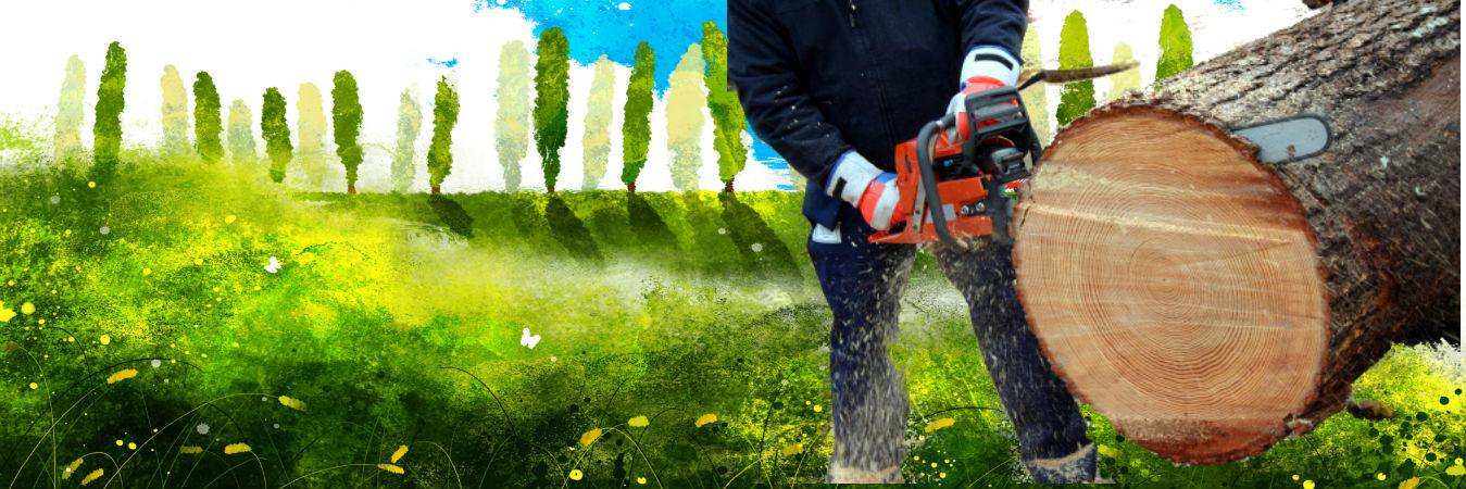 ASAP Tree Care (@ASAPTreeCare) / Posts / X