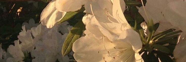 Yaxlfeel's profile banner image