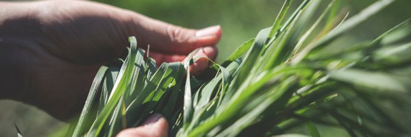 synogsegn Profile Banner