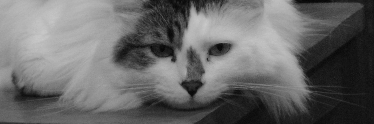 Colleen Mirabello banner