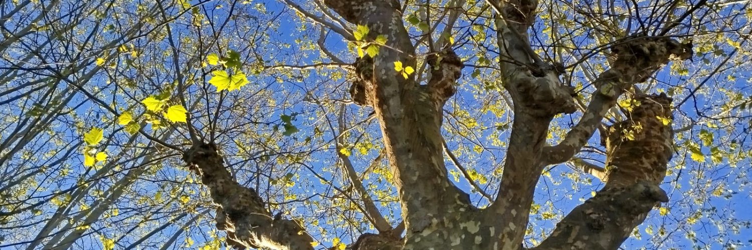 Luz González Prieto banner