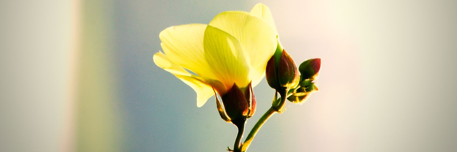 96Vikash's profile banner image