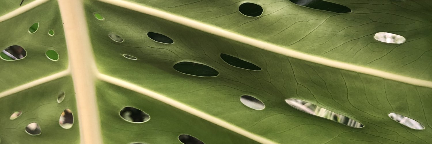 Aroa López-Sánchez banner