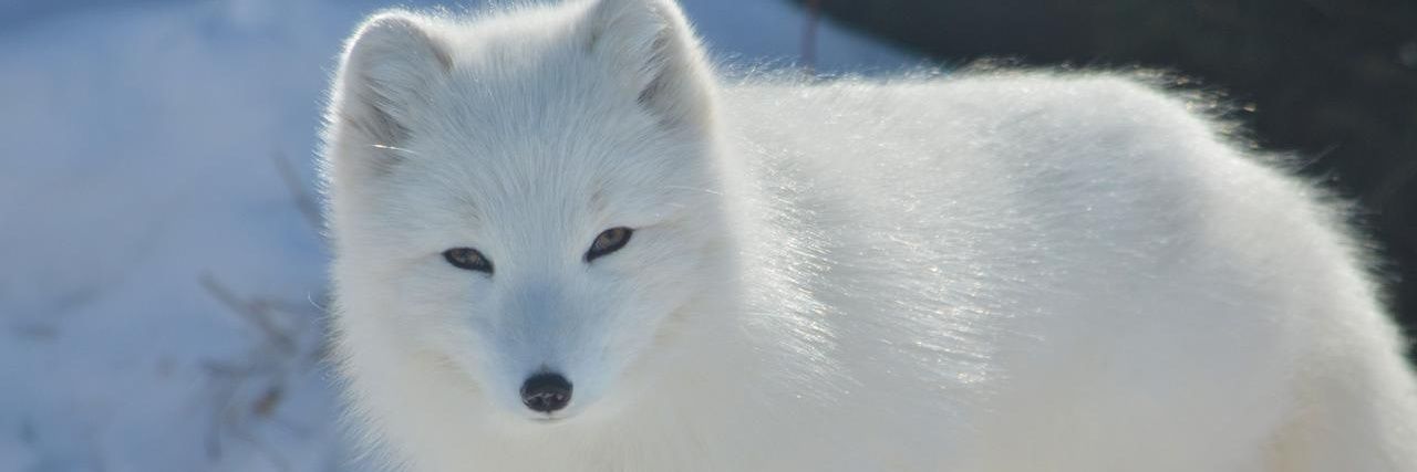 Mary Hotchner banner