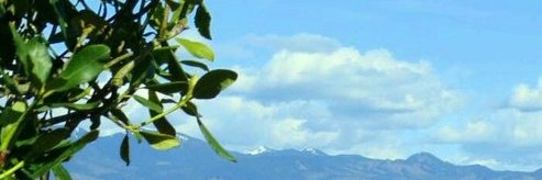 Theresa Chavez banner