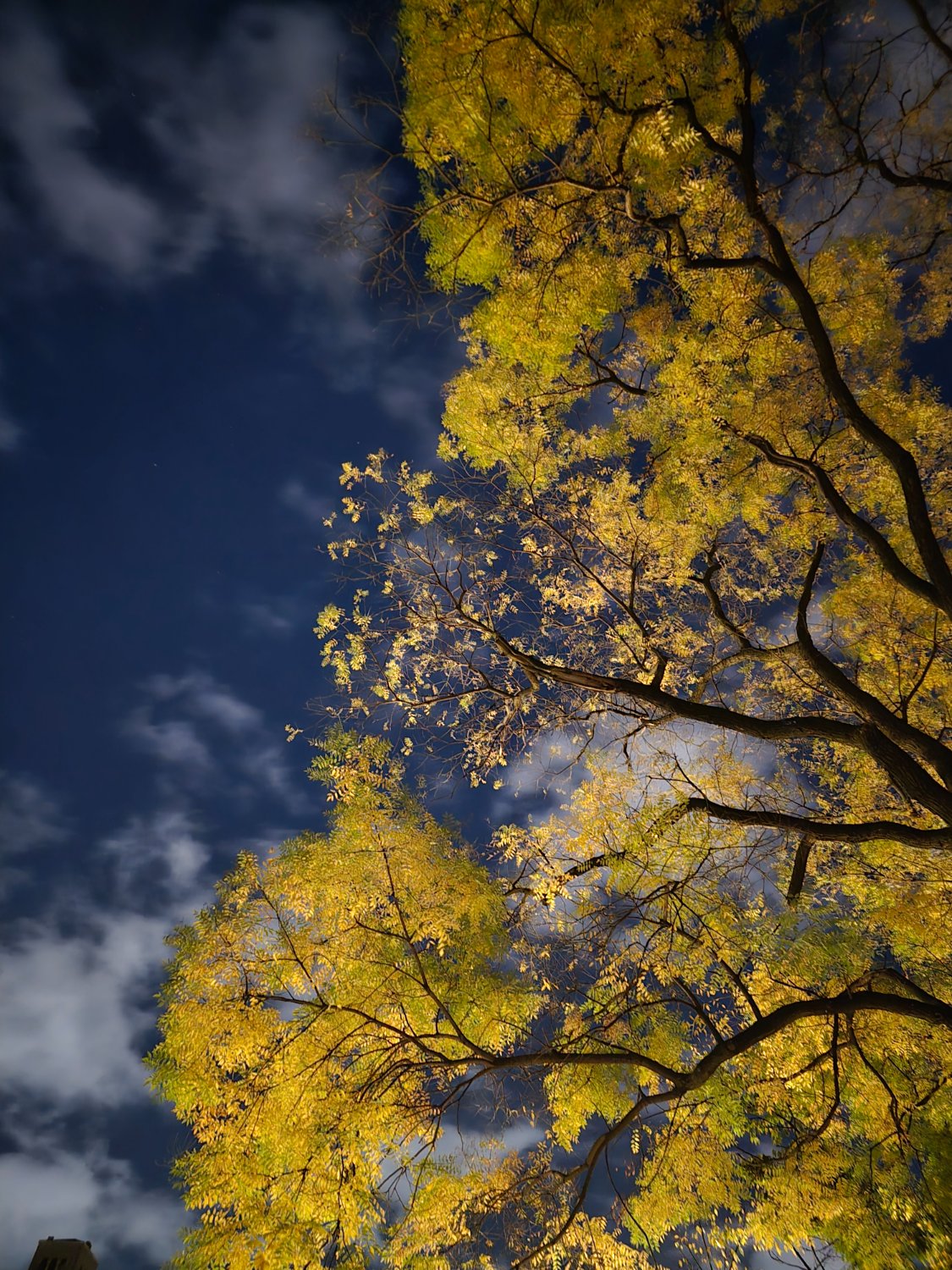Jacquelyn_Gallo's profile banner image