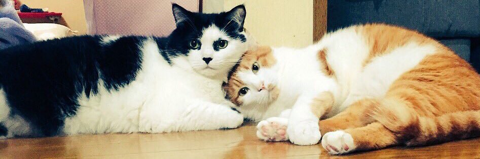 ＢｏｎＢｏｎ banner