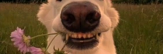 lydassad's profile banner image
