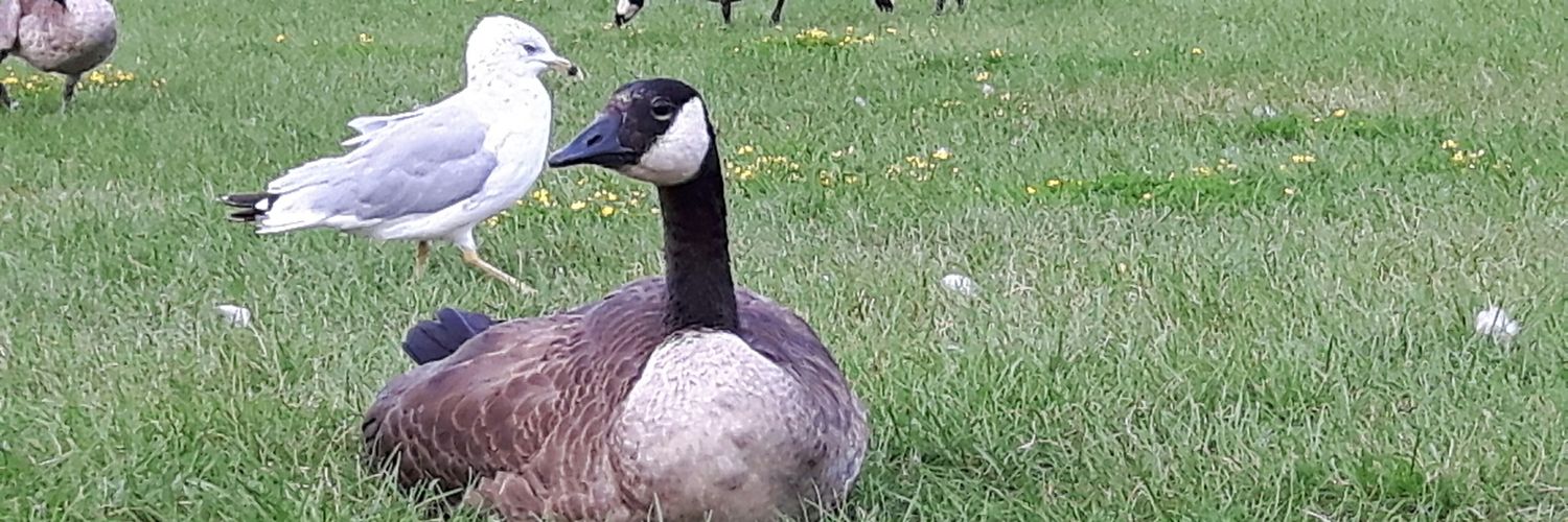 Mahmoud El-Saadi banner