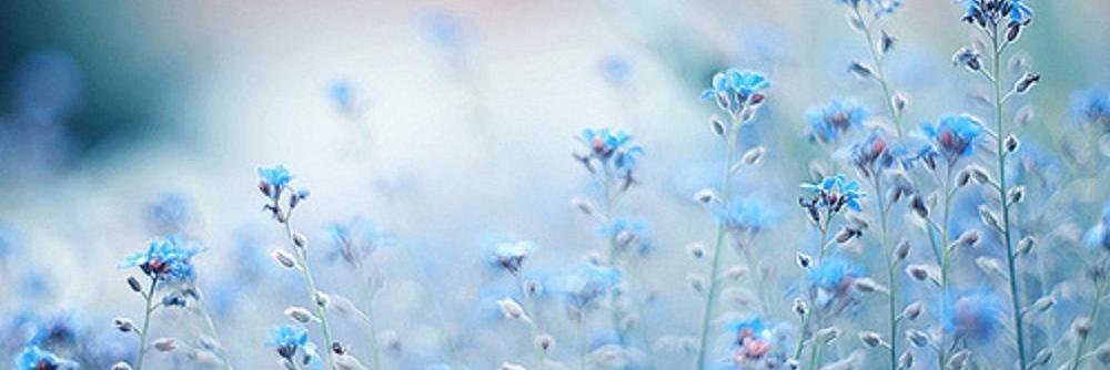 andreawrose's profile banner image