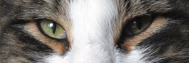 Br_e_nd_a's profile banner image