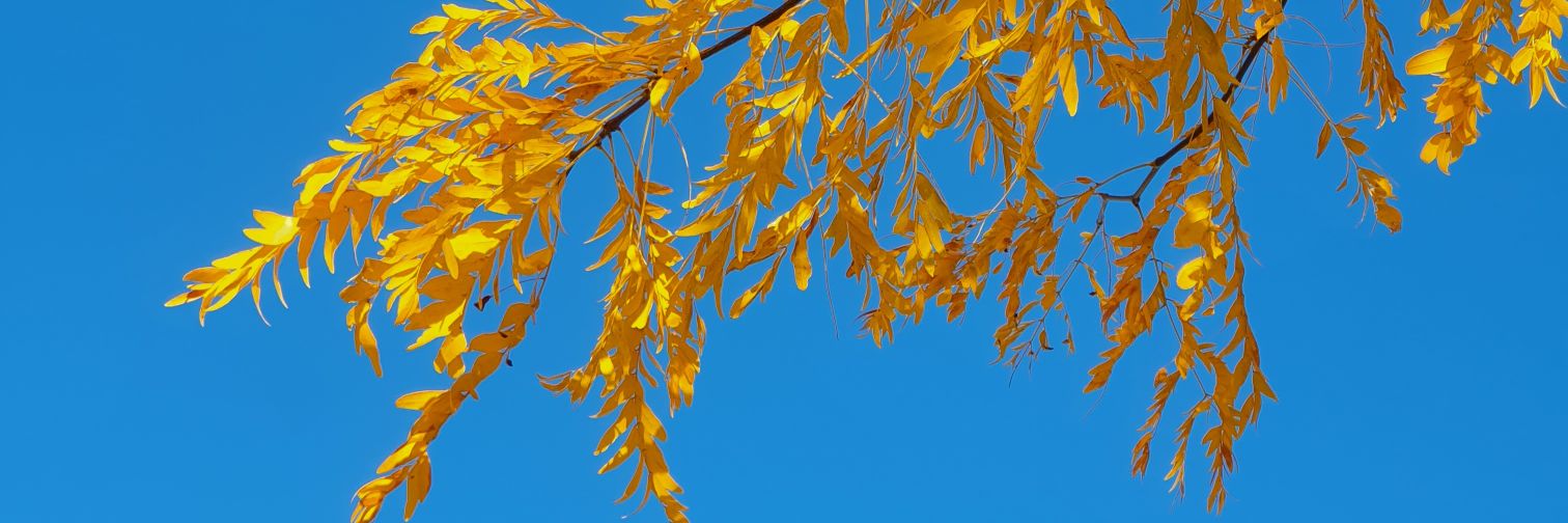 Vic13tory's profile banner image